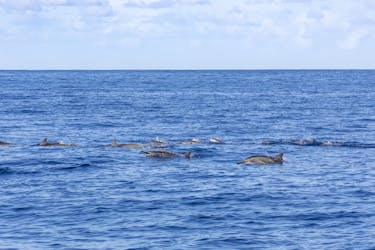Mauritius dolphin and whale watching speedboat tour